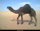 الصورة الرمزية زبـن العــمور